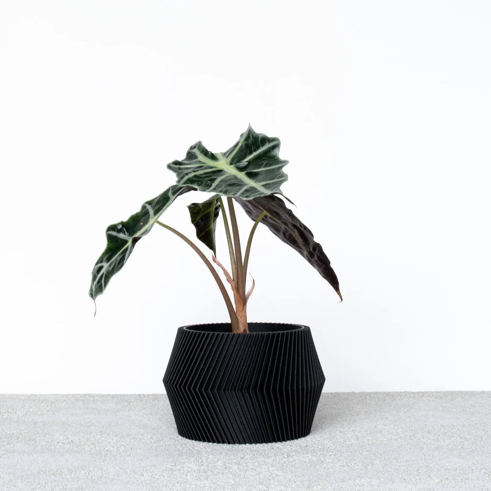 ואזת DISSIPAT ואזת DISSIPAT